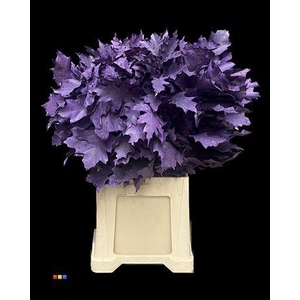 Quercus Klb Frosted Violet 80cm GK