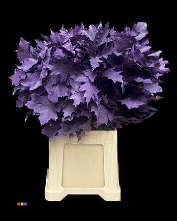 <h4>Quercus Klb Frosted Violet 80cm GK</h4>