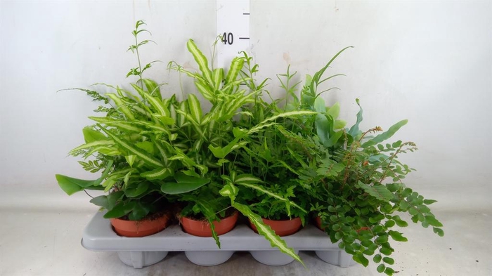 <h4>Ferns   ...mix</h4>