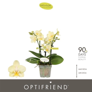 Phalaenopsis Multifloratypes overig geel