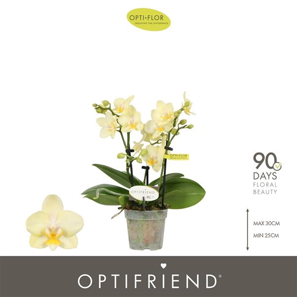<h4>Phalaenopsis Multifloratypes overig geel</h4>