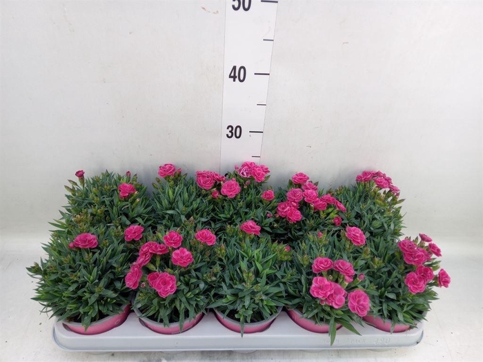 <h4>Dianthus car. 'Peman Fancy Cerise'</h4>
