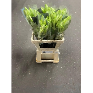 HIPP GA MONT BLANC x30