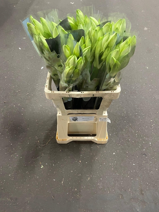 <h4>HIPP GA MONT BLANC x30</h4>