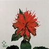 Monarda Rood