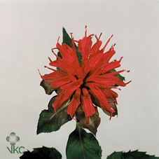 Monarda Rood