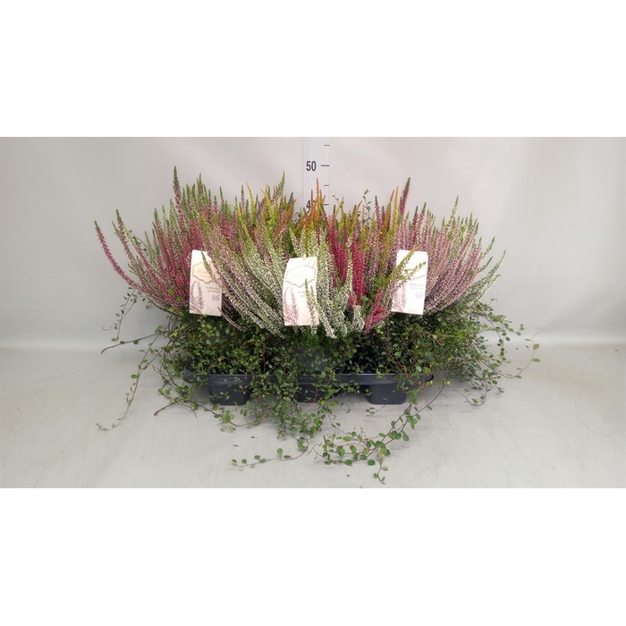 <h4>Calluna vulg. ...mix</h4>