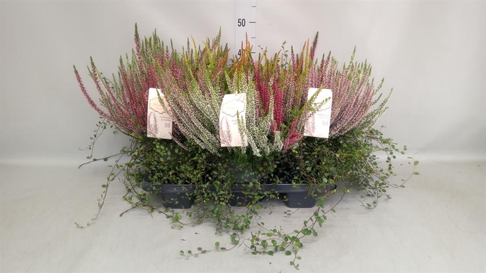 Calluna vulg.   ...mix