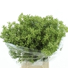 Euca Robusta Berries 200 Gram