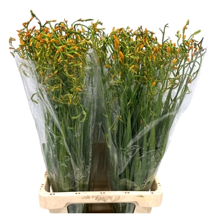 CROCOS GEORG DAVISON