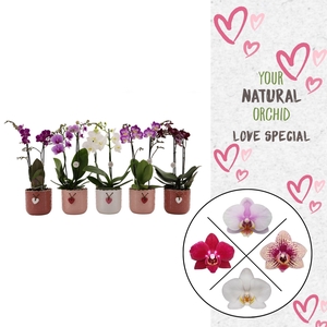 Flower Symphony | Mix in seizoens keramiek | Phal. 2 spike