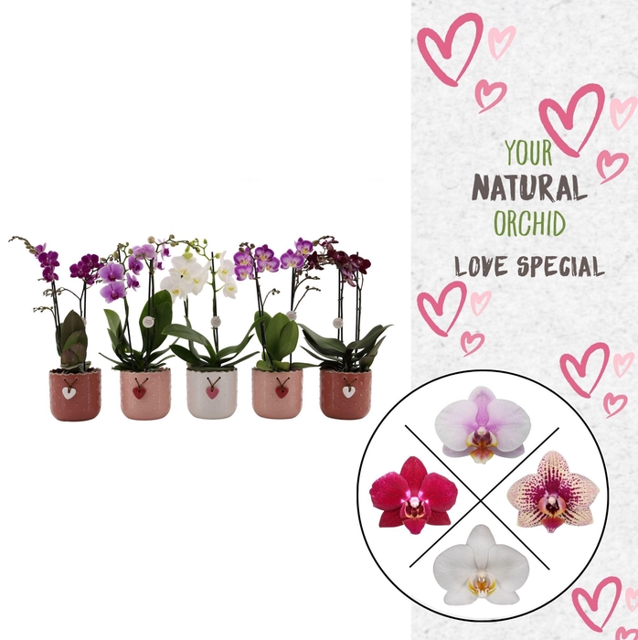 <h4>Flower Symphony | Mix in seizoens keramiek | Phal. 2 spike</h4>