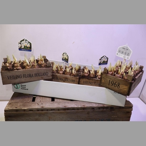 Arr Bol Knol In Houten Kistje