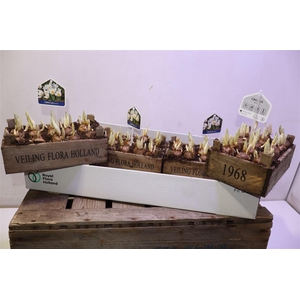 Arr Bol Knol In Houten Kistje