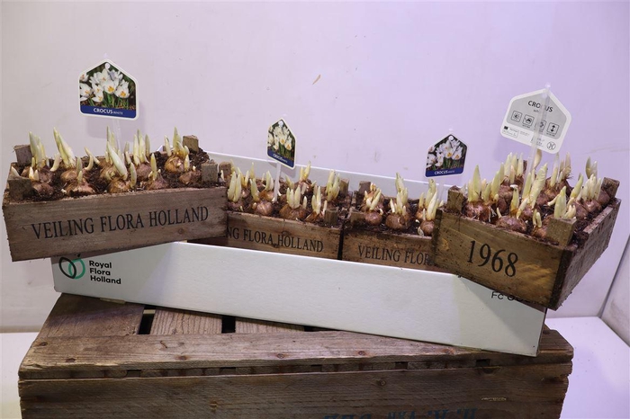 <h4>Arr Bol Knol In Houten Kistje</h4>