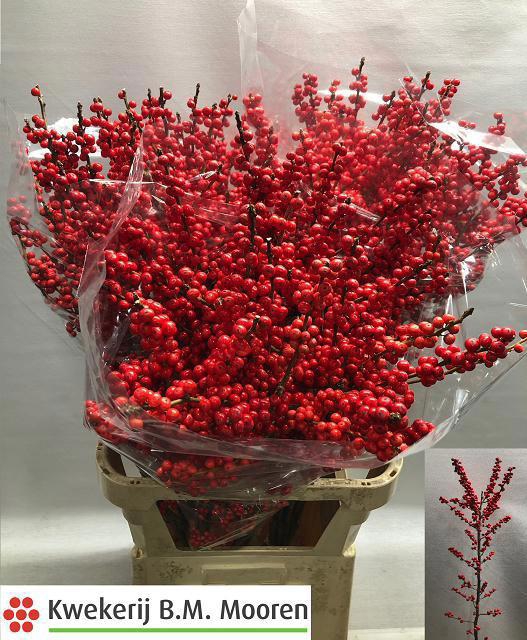 <h4>ILEX VE RODE BES</h4>