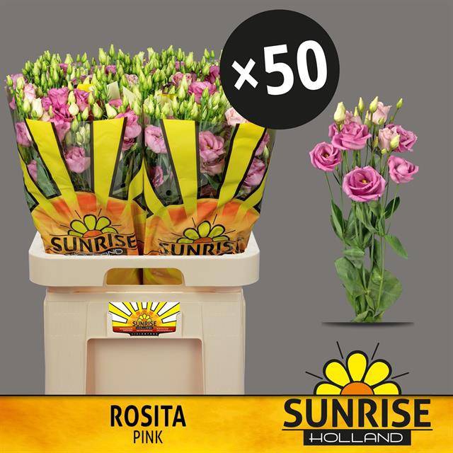 <h4>EUS G ROSI ROSE PINK</h4>