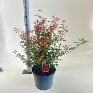 Acer palmatum Jerre Schwartz