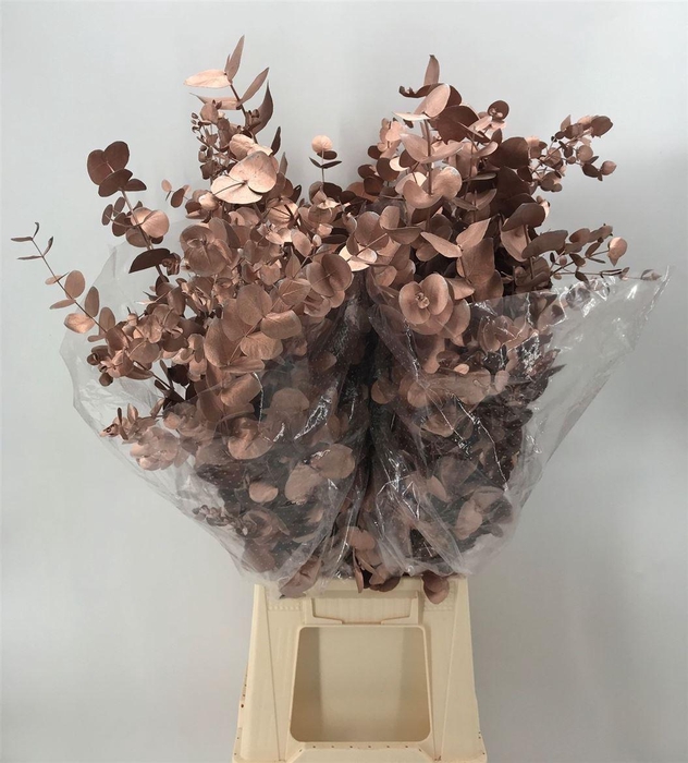 <h4>Euca Col Cinerea Champagne</h4>