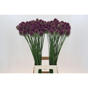 Allium Sphaerocephalon