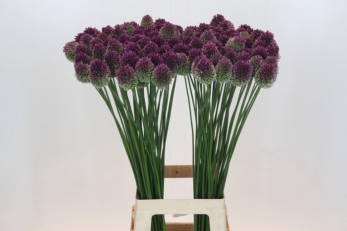 <h4>Allium Sphaerocephalon</h4>