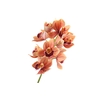 Cymbidium Orchid Orange