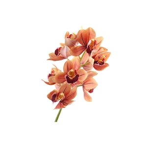 Cymbidium Orchid Orange