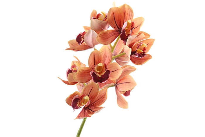 <h4>Cymbidium Orchid Orange</h4>