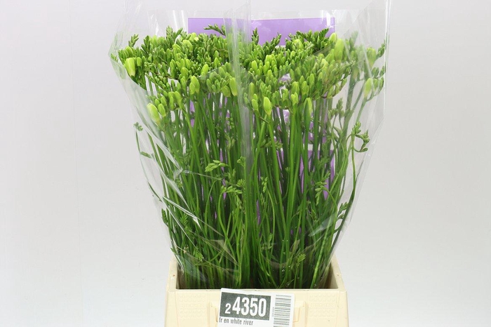 <h4>Fr En White River</h4>