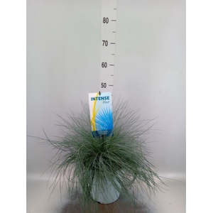 Festuca glauca 'Intens Blue'