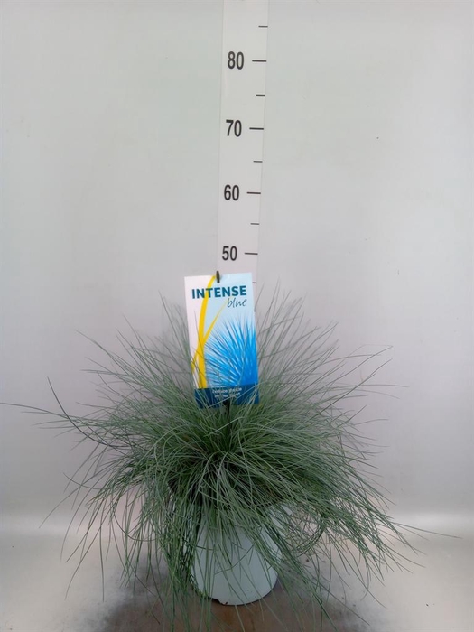<h4>Festuca glauca 'Intens Blue'</h4>