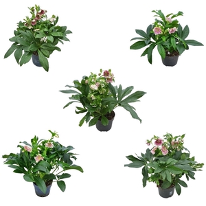 Helleborus Orientalis VIV Single & Double Flowered mix 19 cm