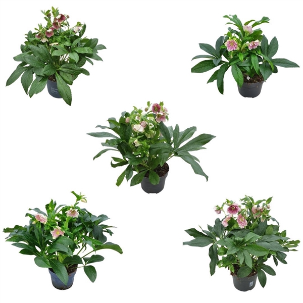 <h4>Helleborus Orientalis VIV Single & Double Flowered mixlaag 19 cm</h4>