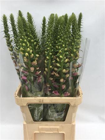<h4>Digitalis Purpurea Camelot Rose</h4>