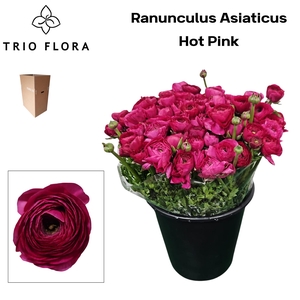 RAN EL HOT PINK Aqua Box 150