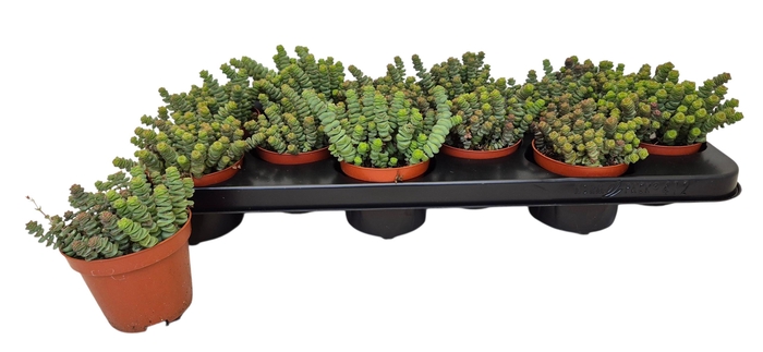 <h4>CRASS MARNIERIANA</h4>