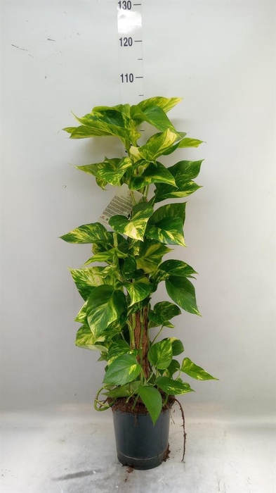 <h4>Epipremnum pinn. ...moss stick</h4>