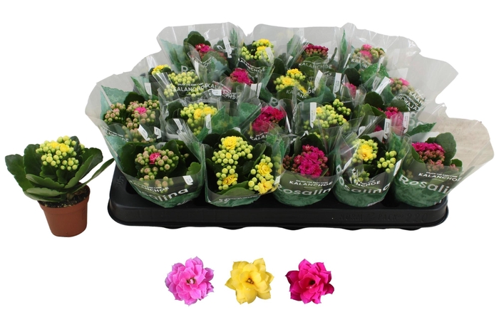 <h4>KAL GE RO GEM 3 KL</h4>