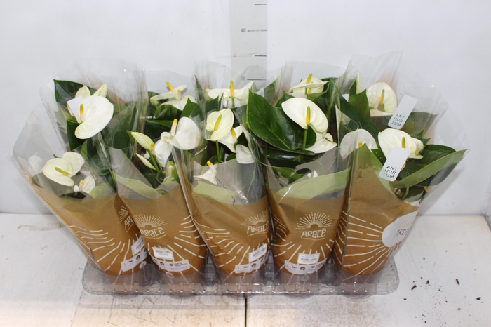 <h4>ANTH SIERRA WHITE P12</h4>