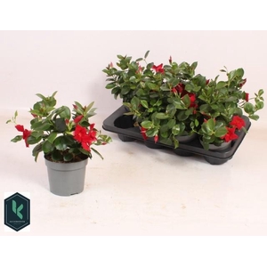 MANDE RIO DEEP RED
