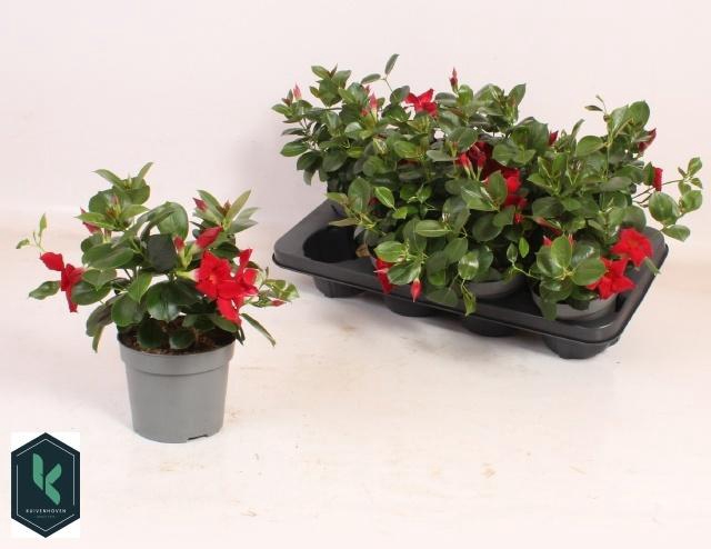 <h4>MANDE RIO DEEP RED</h4>