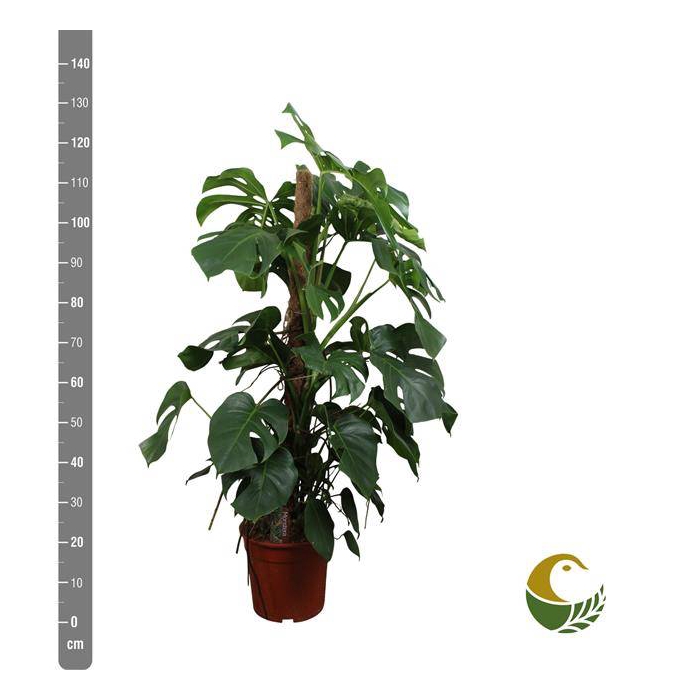 <h4>Monstera deliciosa Pertusum Grp 27Ø 130cm 8pp</h4>