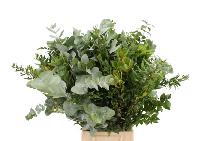 <h4>Euca Mix Long</h4>