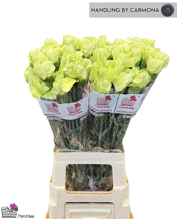 <h4>DI ST LADY MOE</h4>