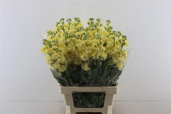<h4>Matth Iron Yellow 70cm</h4>