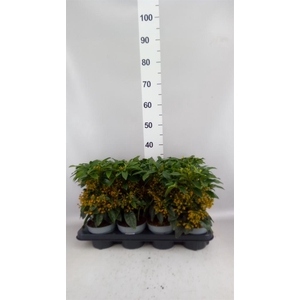 Ardisia cren.