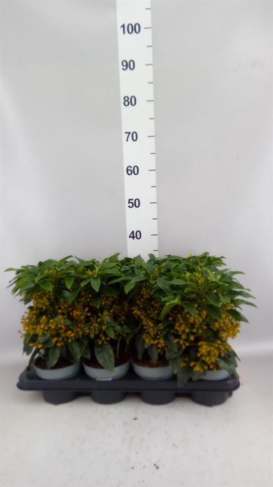 <h4>Ardisia cren.</h4>