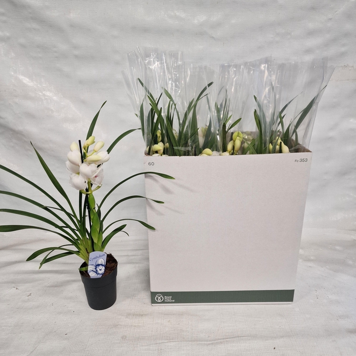 <h4>CYMB OVERIG</h4>