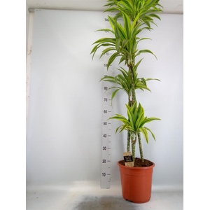 Dracaena fr de 'LemonLime'