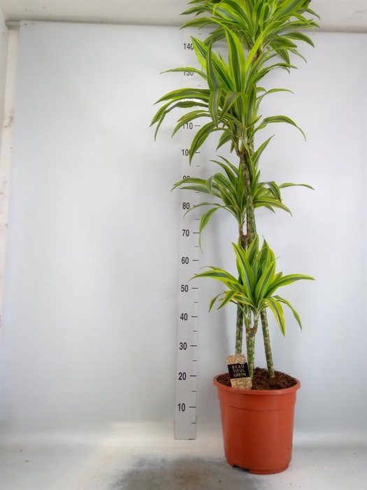 <h4>Dracaena fr de 'LemonLime'</h4>